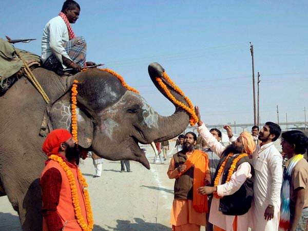 Group of sadhus performing worship of an Elephant