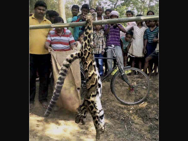 Leopard tranquilized