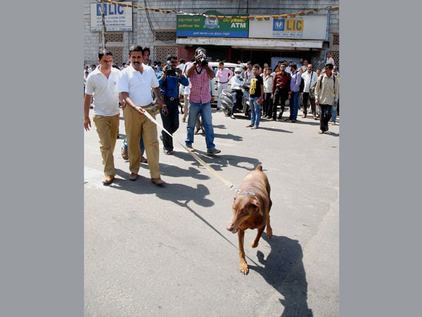 Sniffer dog in action