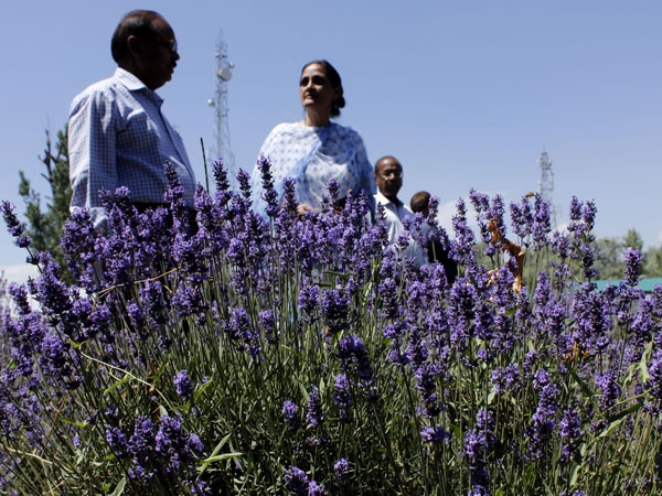 People during Kashmir Lavender Festival-2014