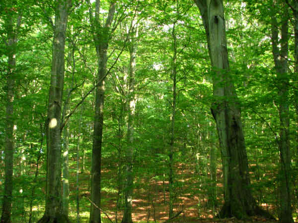 forest forest