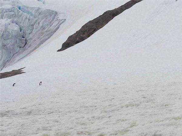 Antartica Antartica
