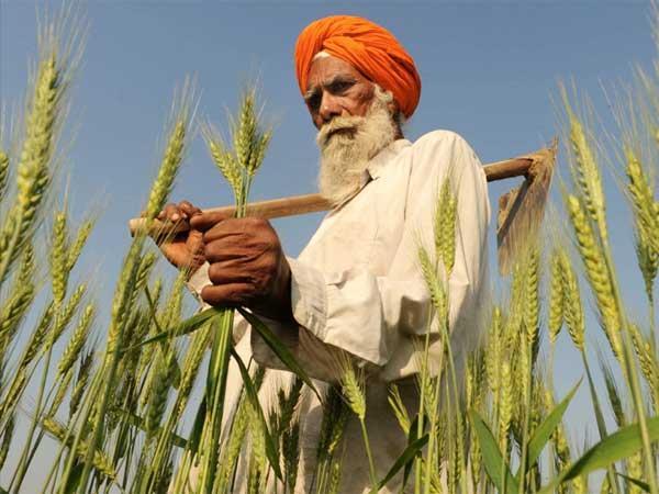 Punjab agriculture Punjab agriculture