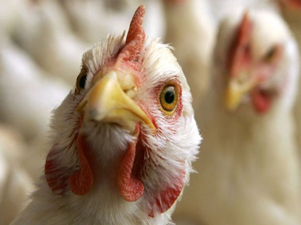 Bird Flu Bird Flu