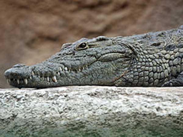 Crocodile Crocodile