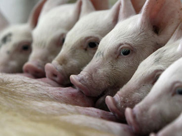 Swine flu Swine flu
