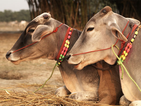 'Maharashtra Bill to ban cow slaughter to get Prez nod soon'. 'Maharashtra Bill to ban cow slaughter to get Prez nod soon'.