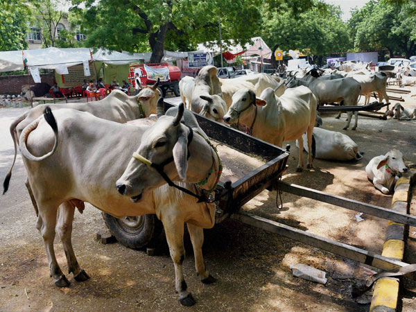 Beef ban: What Twiteratti said Beef ban: What Twiteratti said