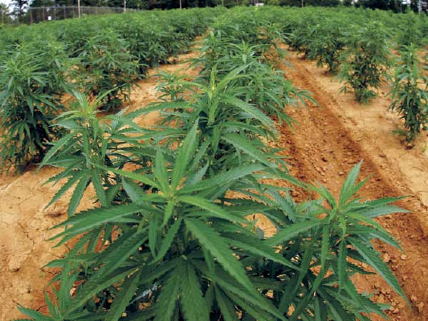 cannabis cannabis