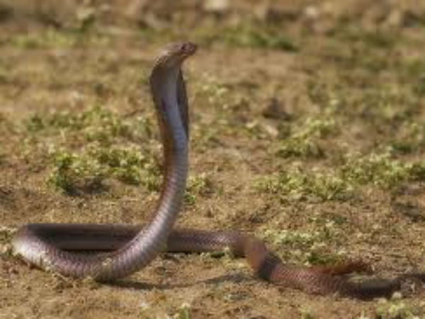 snake snake