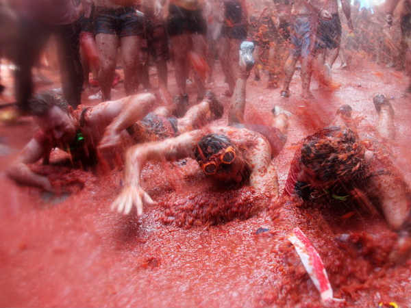 tomatina tomatina