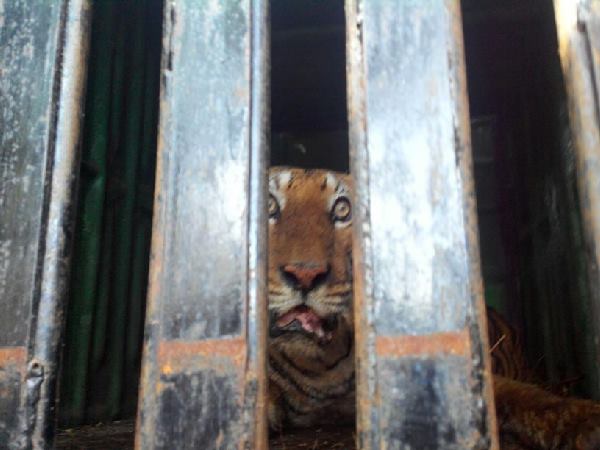 tiger tiger