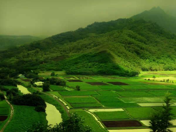 Now, derive electricity from photosynthesis. Now, derive electricity from photosynthesis.