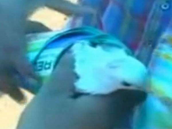 Pigeons tied to rocket by Cong workers Pigeons tied to rocket by Cong workers