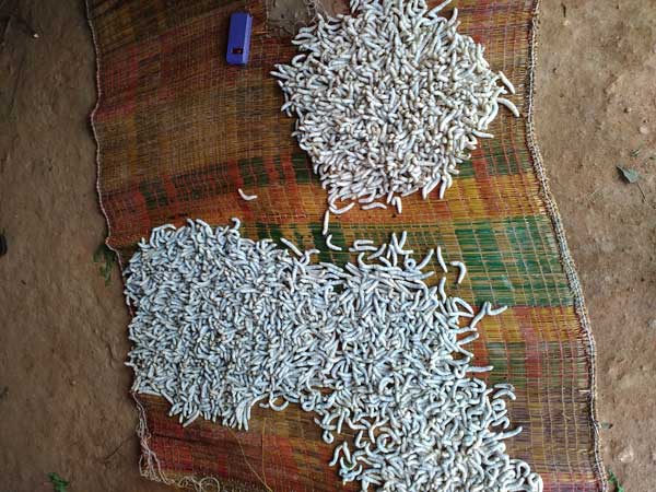 Silkworms Silkworms