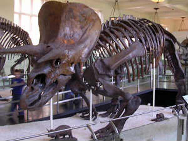 Dinosaur Dinosaur