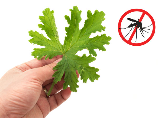 Chikungunya Chikungunya