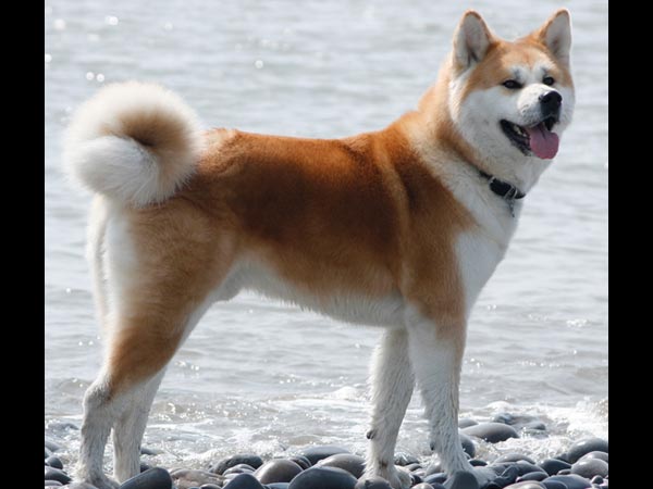 Dog Dog