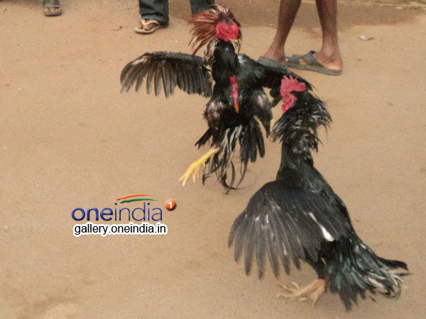 cock-fight cock-fight