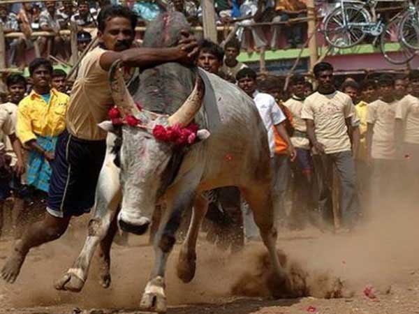 Jallikattu Jallikattu