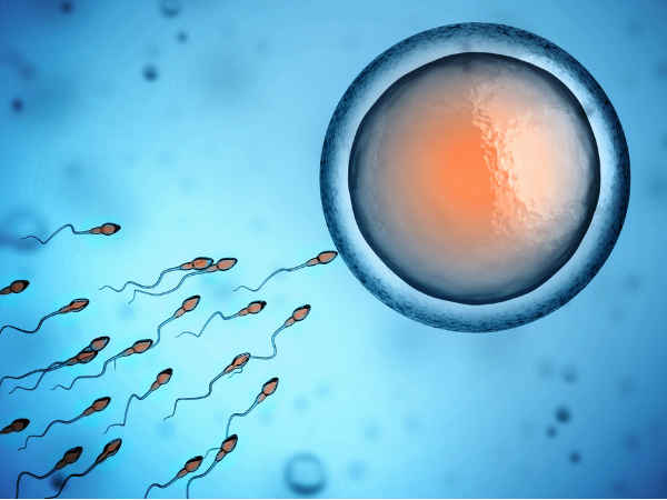 sperms sperms