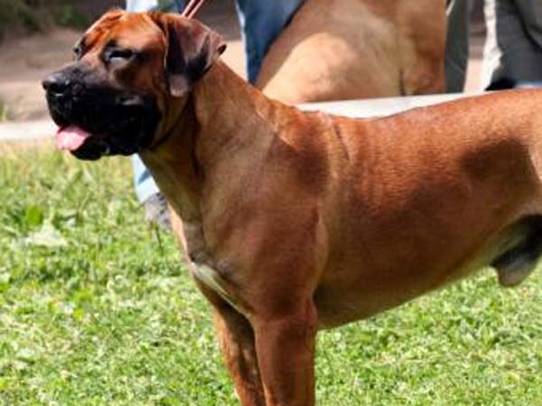 R-Day: Army dogs to walk down Rajpath R-Day: Army dogs to walk down Rajpath