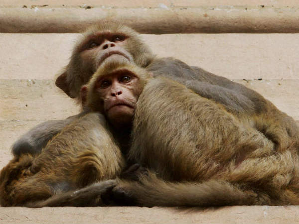 Monkeys Monkeys