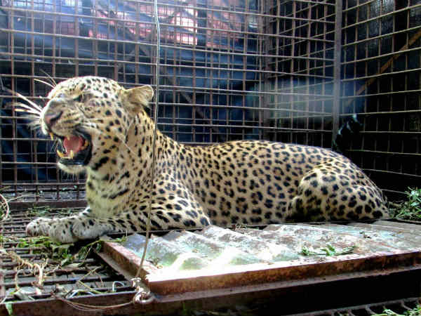Leopard enters Bengaluru school Leopard enters Bengaluru school
