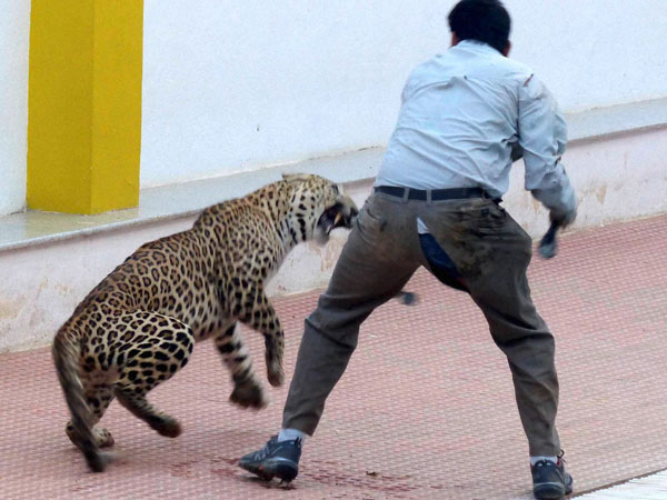 Bengaluru: Captured leopard escapes Bengaluru: Captured leopard escapes