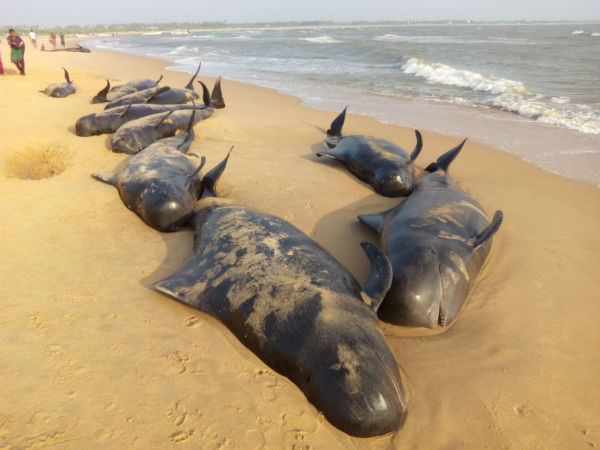 Need for study on unusual death of whale Need for study on unusual death of whale