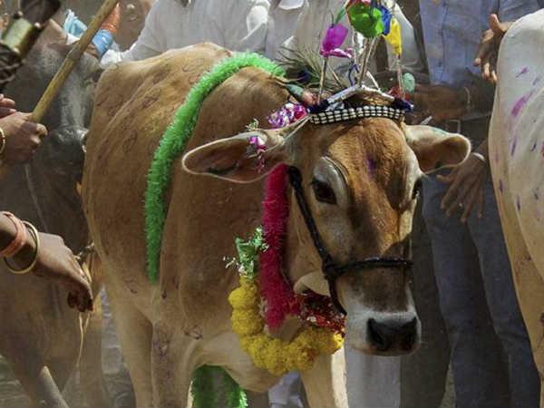 Eight youth 'attempt suicide' in Gujarat to demand beef ban. Eight youth 'attempt suicide' in Gujarat to demand beef ban.