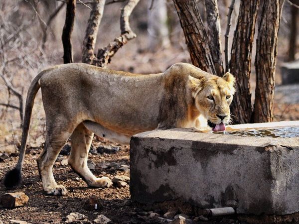 lioness lioness