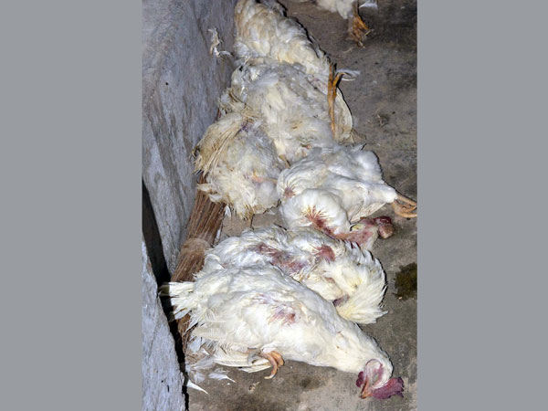 Kuwait bans poultry from India Kuwait bans poultry from India
