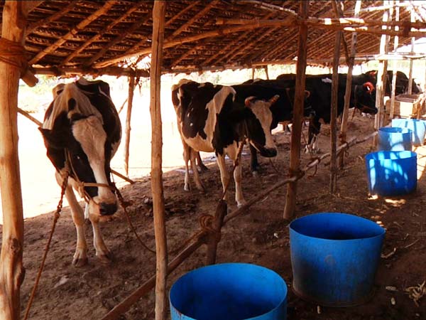 Cow shelters: Cong, BJP MLAs unite Cow shelters: Cong, BJP MLAs unite