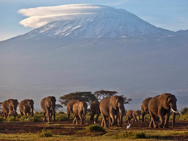 Elephants Elephants