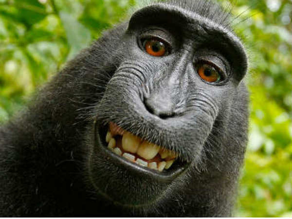 Monkey Monkey