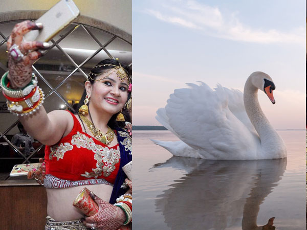 selfie-swan selfie-swan