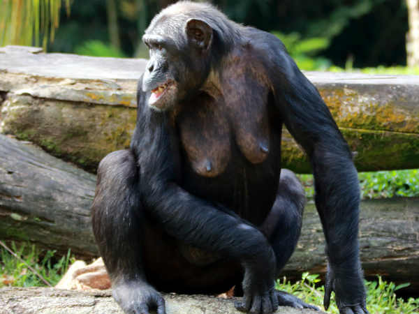 chimpanzee chimpanzee
