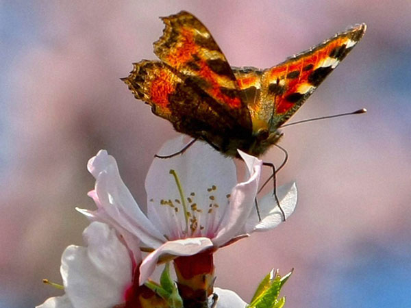 butterfly butterfly