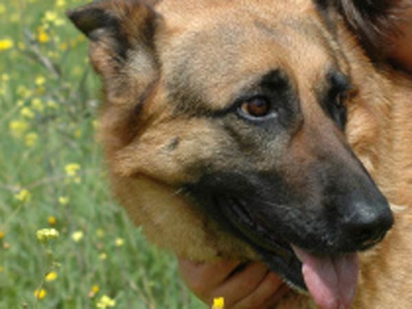 dog dog