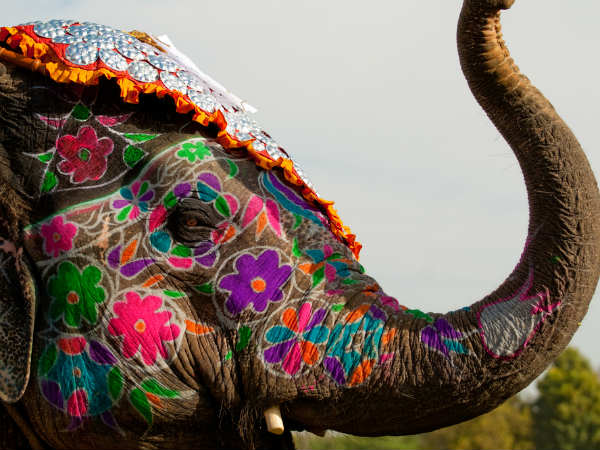 elephant elephant