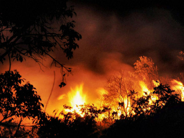 forest fire forest fire