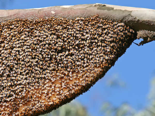 This is how bees rescue thier queen This is how bees rescue thier queen