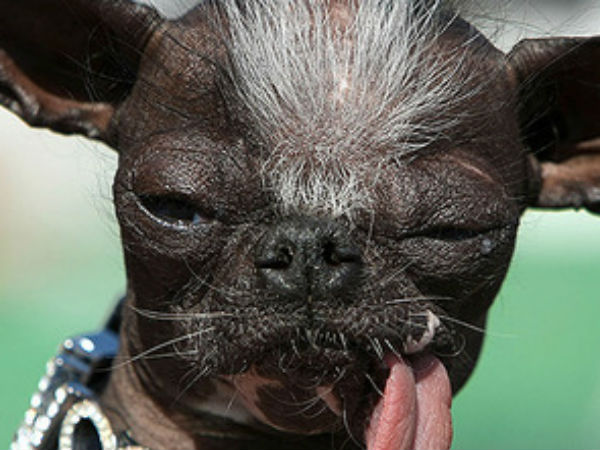 dog dog