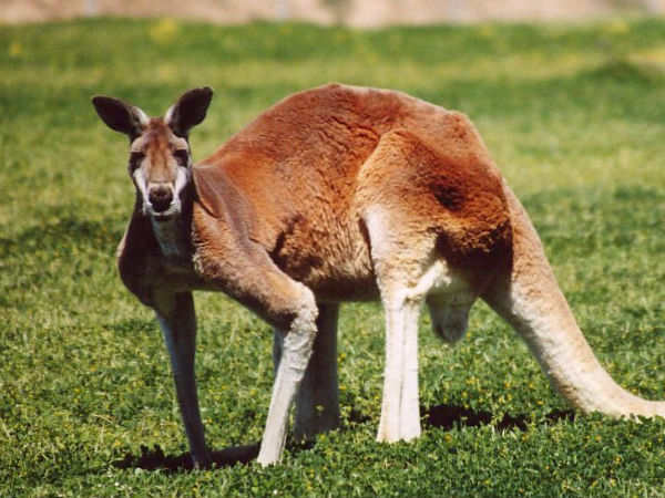 1900 Kangaroos to be killed in Australia 1900 Kangaroos to be killed in Australia