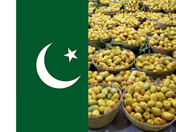 Pakistani mangoes Pakistani mangoes