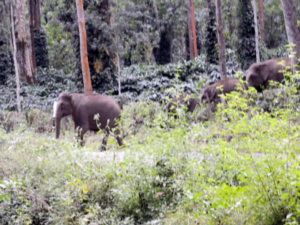 Forest Policy yet to be finalised Forest Policy yet to be finalised