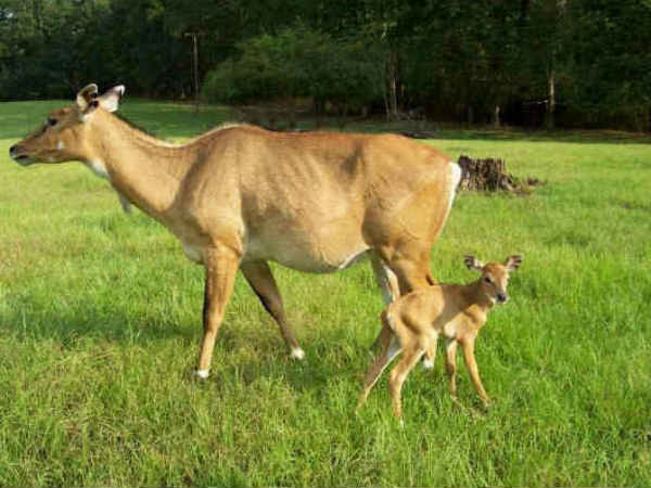 Nilgai as vermins: SC to hear plea Nilgai as vermins: SC to hear plea