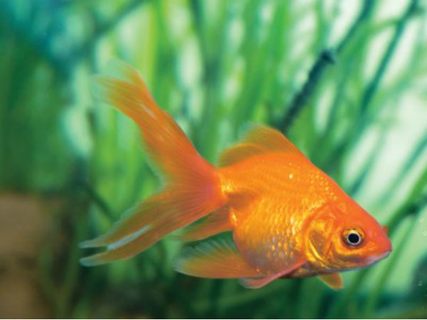 A first: Himachal breeds India's 'gold fish' mahseer in hatchery. A first: Himachal breeds India's 'gold fish' mahseer in hatchery.