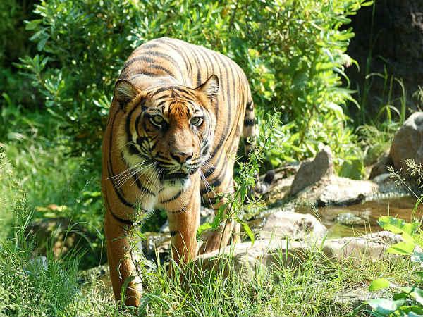 Tiger Tiger